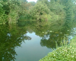 apple tree swim falcon